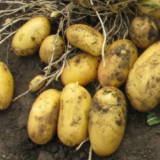 Насіннєва картопля Гранада