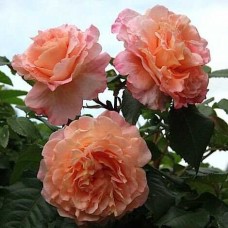 Барок (Barock), плетиста троянда