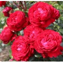 Черрі Леді (Cherry Lady), чайно-гібридна троянда, Kordes