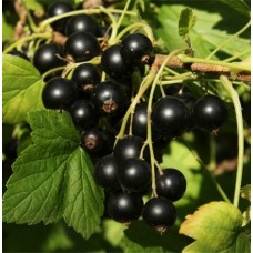 Смородина черная Юбилейная Копаня