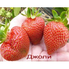 Клубника Джоли (Jolie) 