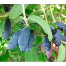 Жимолость камчатська Індіго Джем (Indigo Gem)