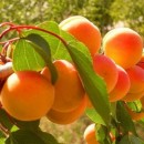 Абрикос Краснощекий