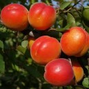 Абрикос Робада 