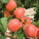 Абрикос Могадор