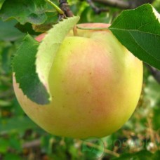 Яблоня Орион