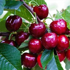 черешня Світхарт (Sweet Heart), ТМ "Декоплант", Київ