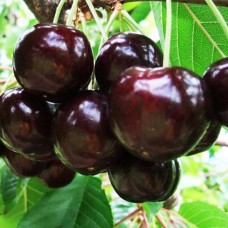 Черешня Кордiя 