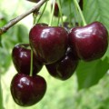 Черешня Крупноплідна