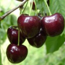 Черешня Крупноплідна