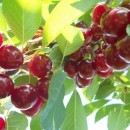 Вишня Ерді Ботермо