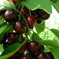 Черешня Регіна