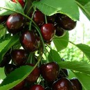 Черешня Регіна