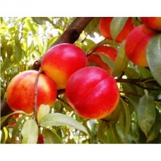 Нектарин Фантазия