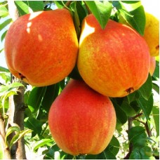 Груша Любимица Клаппа