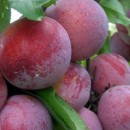 Слива Оцарк Прем'єр