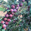 Слива Кабардинська рання