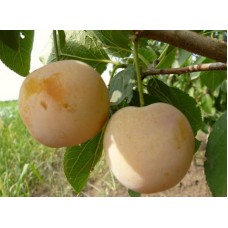 Слива Ренклод ранний