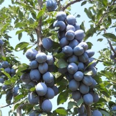 Слива Стенлі (Стенлей)