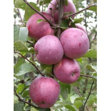  яблоня Либерти