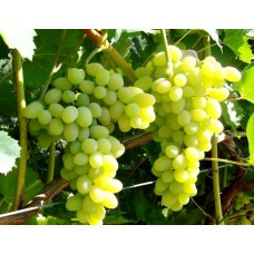 Виноград Лора (Флора).