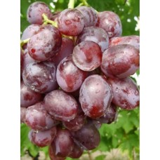 Виноград Низина