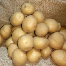 Насіннєва картопля Коннект