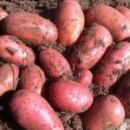 Насіннєва картопля Ред Леді