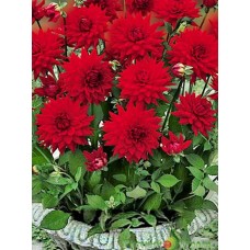 Георгина Ред Пигми (Red Pygmy), 1 клубень