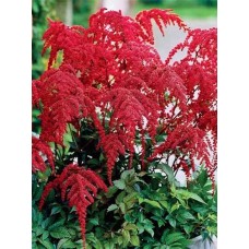 Астильба Ред Шарм (Red Charm), 1 корневище