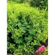 Манжетка Mollis Robustica, 1 корневище