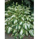 Хоста Медиовариегата (Undulata Mediovariegata), 1 корневище