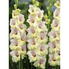 Гладіолус Мон Амур (5 шт.)