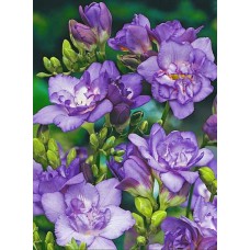Фрезия махровая синяя (double blue), 7 клубнелуковиц