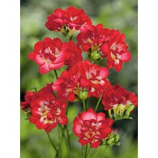 Фрезия махровая красная (double red), 7 клубнелуковиц