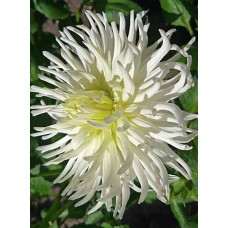 Георгина Уайт Стар (White Star), 1 клубень