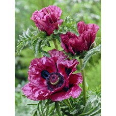 Мак восточный Паттис Плам (Pattys Plum), 1 корневище