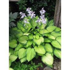 Хоста Голд Стандарт 1 корневище