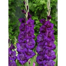 Гладиолус Перпл Флора (Purple Flora), 5 клубнелуковицы