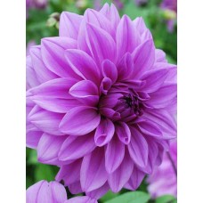 Георгина Лилак Тайм (Lilac Time), 1 клубень