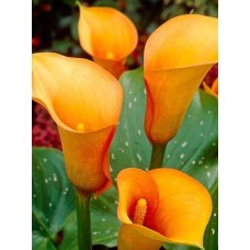 Калла Флейм (Flame) 1 клубень