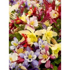 Аквилегия МакКана Гибрид, 1 корневище