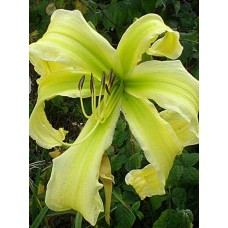 Гемерокалис Хевенли Флайт оф Энджел 1 корневище