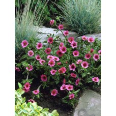 Лапчатка Мисс Вильмотт 1 корневище