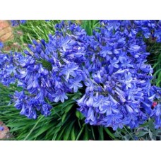 Агапантус Blue, 1 корневище
