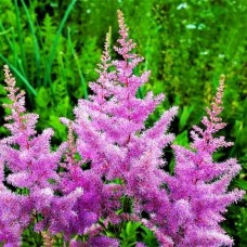 Астильба Аметист (Amethyst), 1 корневище