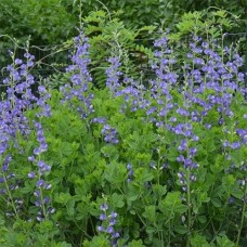 Баптизия южная (Baptisia australis), 1 корневище