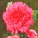 Бегония  Fimbriata pink (Фимбриата Пинк),1 клубень