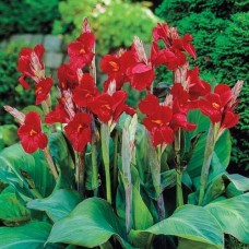 Канна Президент (The President) 1 клубень