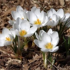 Крокус ботанічний Aubade (Аубад), 5 цибулин в пачці